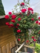 Garten - Einfamilienhaus mit Souterrain in Vaihingen an der Enz-direkt an der Natur