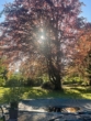 Großer Garten - Liebevolles Einfamilienhaus mit großem Grundstück in sehr ruhiger Lage Isernhagen K.B.
